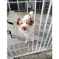 Foto dell\'animale COMUNE DI STRIANO - 380260044784062