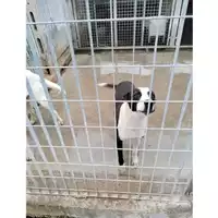Foto dell\'animale COMUNE DI POMPEI - 380260044905847
