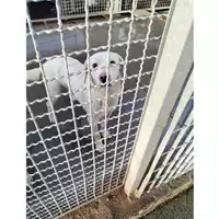 Foto dell\'animale COMUNE DI AGEROLA - 380260044783909