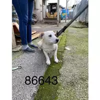 Foto dell\'animale COMUNE DI OTTAVIANO - 380260044786643