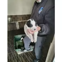 Foto dell\'animale COMUNE DI OTTAVIANO - 380260044905961