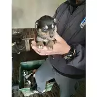 Foto dell\'animale COMUNE DI OTTAVIANO - 380260044905554