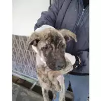 Foto dell\'animale COMUNE DI TERZIGNO - 380260044905639