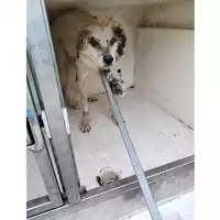 Foto dell\'animale COMUNE DI TERZIGNO - 380260043507366
