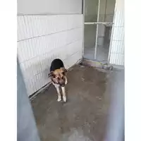 Foto dell\'animale COMUNE DI OTTAVIANO - 380260044902555