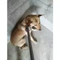 Foto dell\'animale COMUNE DI TERZIGNO - 380260044905520