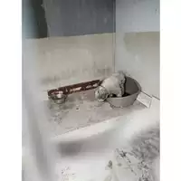 Foto dell\'animale COMUNE DI SAN GIUSEPPE VESUVIANO - 380260080077148
