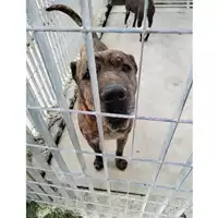 Foto dell\'animale COMUNE DI SAN GIUSEPPE VESUVIANO - 380260044905692