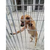 Foto dell\'animale COMUNE DI TERZIGNO - 380260044783419