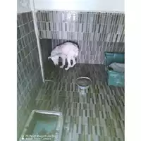 Foto dell\'animale COMUNE DI SAN GIUSEPPE VESUVIANO - 380260044906085