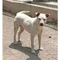Foto dell\'animale COMUNE DI SAN GIUSEPPE VESUVIANO - 380260044906085