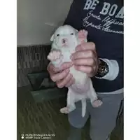 Foto dell\'animale COMUNE DI SAN GIUSEPPE VESUVIANO - 380260044906052