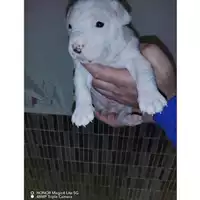 Foto dell\'animale COMUNE DI SAN GIUSEPPE VESUVIANO - 380260044905781