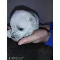 Foto dell\'animale COMUNE DI SAN GIUSEPPE VESUVIANO - 38026004905916