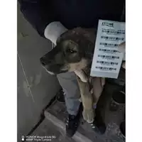 Foto dell\'animale COMUNE DI STRIANO - 380260044905723