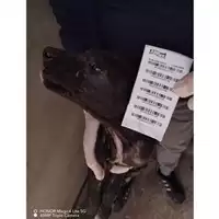 Foto dell\'animale COMUNE DI STRIANO - 380260044905746
