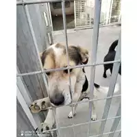 Foto dell\'animale COMUNE DI STRIANO - 380260044905621