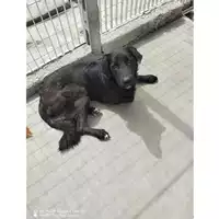 Foto dell\'animale COMUNE DI SAN GIUSEPPE VESUVIANO - 380260044905933