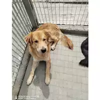 Foto dell\'animale COMUNE DI SAN GIUSEPPE VESUVIANO - 380260044906057