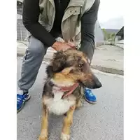 Foto dell\'animale COMUNE DI TERZIGNO - 380260044902907