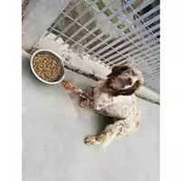 Foto dell\'animale COMUNE DI SAN GIUSEPPE VESUVIANO - 380260044905779