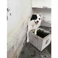 Foto dell\'animale COMUNE DI OTTAVIANO - 380260044782548