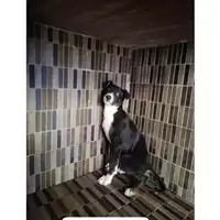 Foto dell\'animale COMUNE DI AGEROLA - 380260044783292