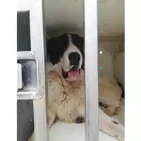 Foto dell\'animale COMUNE DI CASAMARCIANO - 380260044905467