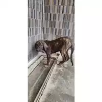 Foto dell\'animale COMUNE DI AGEROLA - 380260044782508