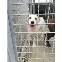 Foto dell\'animale COMUNE DI OTTAVIANO - 380260044905537