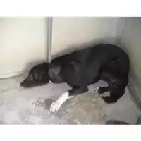 Foto dell\'animale COMUNE DI CASAMARCIANO - 380260042343375