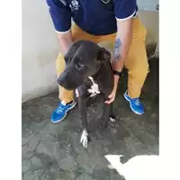 Foto dell\'animale COMUNE DI TERZIGNO - 380260044905320