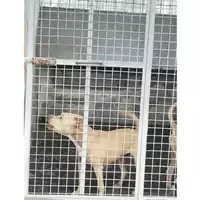 Foto dell\'animale COMUNE DI POMPEI - 380260044905591