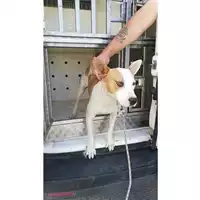 Foto dell\'animale COMUNE DI SAN GIUSEPPE VESUVIANO - 380260044905877