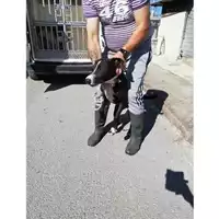 Foto dell\'animale COMUNE DI TERZIGNO - 380260044905338