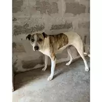 Foto dell\'animale COMUNE DI AGEROLA - 380260044905927