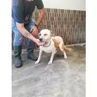 Foto dell\'animale COMUNE DI TERZIGNO - 380260044905840