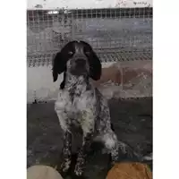Foto dell\'animale COMUNE DI PIMONTE - 380260044782869