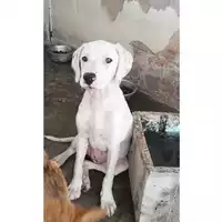 Foto dell\'animale COMUNE DI PIMONTE - 380260044783993