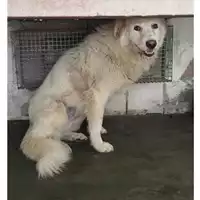 Foto dell\'animale COMUNE DI AGEROLA - 380260044905876