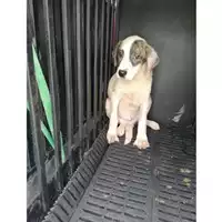 Foto dell\'animale COMUNE DI AGEROLA - 380260044787847