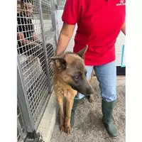 Foto dell\'animale COMUNE DI POMPEI - 380260044783780