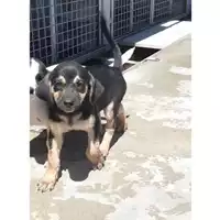 Foto dell\'animale COMUNE DI TERZIGNO - 380260044905721