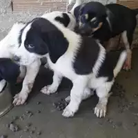 Foto dell\'animale COMUNE DI TERZIGNO - 380260044972777