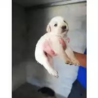 Foto dell\'animale COMUNE DI SAN GIUSEPPE VESUVIANO - 380260044905430