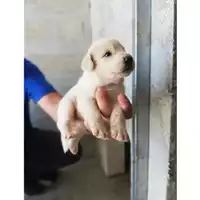 Foto dell\'animale COMUNE DI SAN GIUSEPPE VESUVIANO - 380260044906242