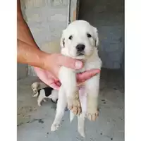 Foto dell\'animale COMUNE DI SAN GIUSEPPE VESUVIANO - 380260044902470