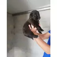 Foto dell\'animale COMUNE DI SAN GIUSEPPE VESUVIANO - 380260044906183