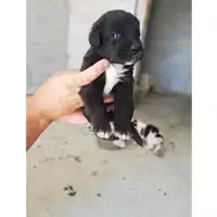 Foto dell\'animale COMUNE DI SAN GIUSEPPE VESUVIANO - 380260044906001