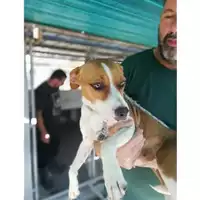 Foto dell\'animale COMUNE DI STRIANO - 380260044905339
